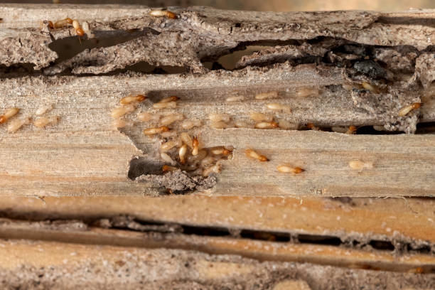 Reliable Taylor, MI Pest Control Solutions